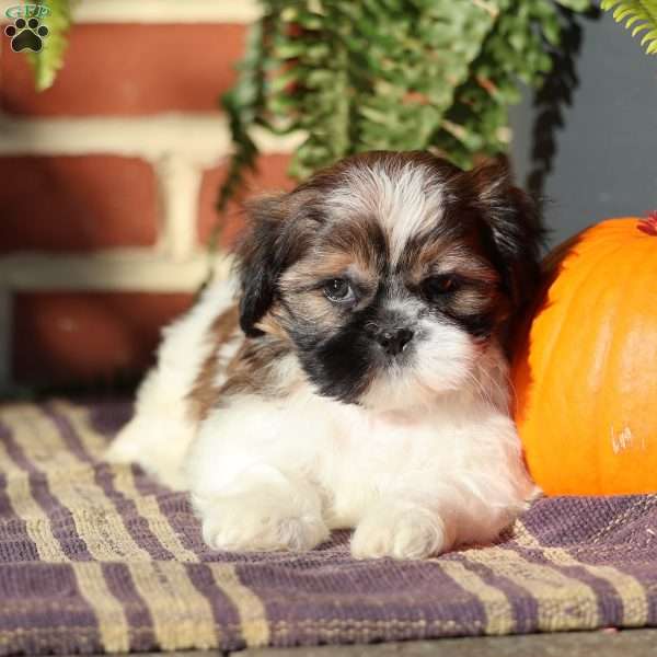 Sir Bentley, Shih Tzu Puppy
